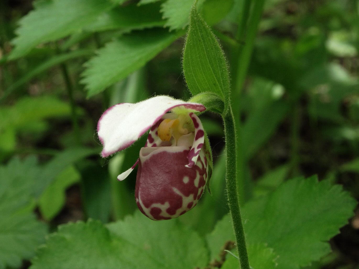 Image of Cypripedium guttatum specimen.