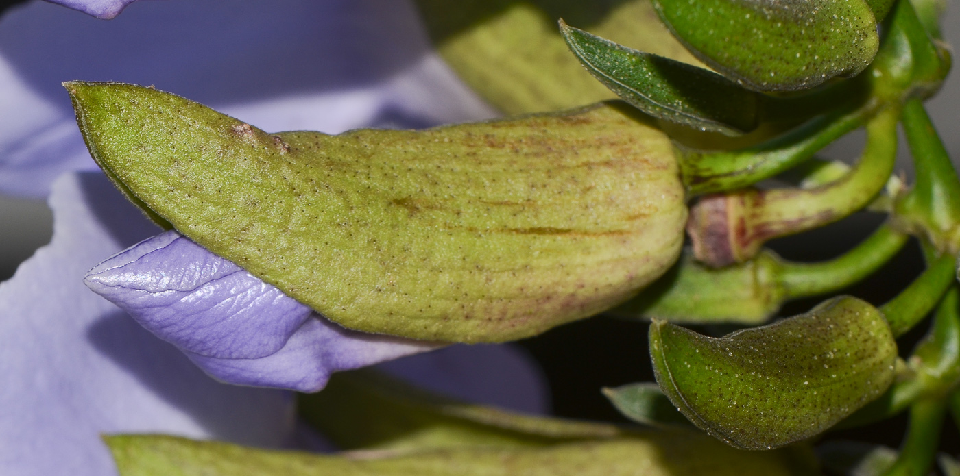 Image of Thunbergia laurifolia specimen.