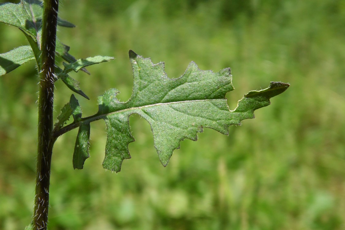 Image of Sisymbrium loeselii specimen.