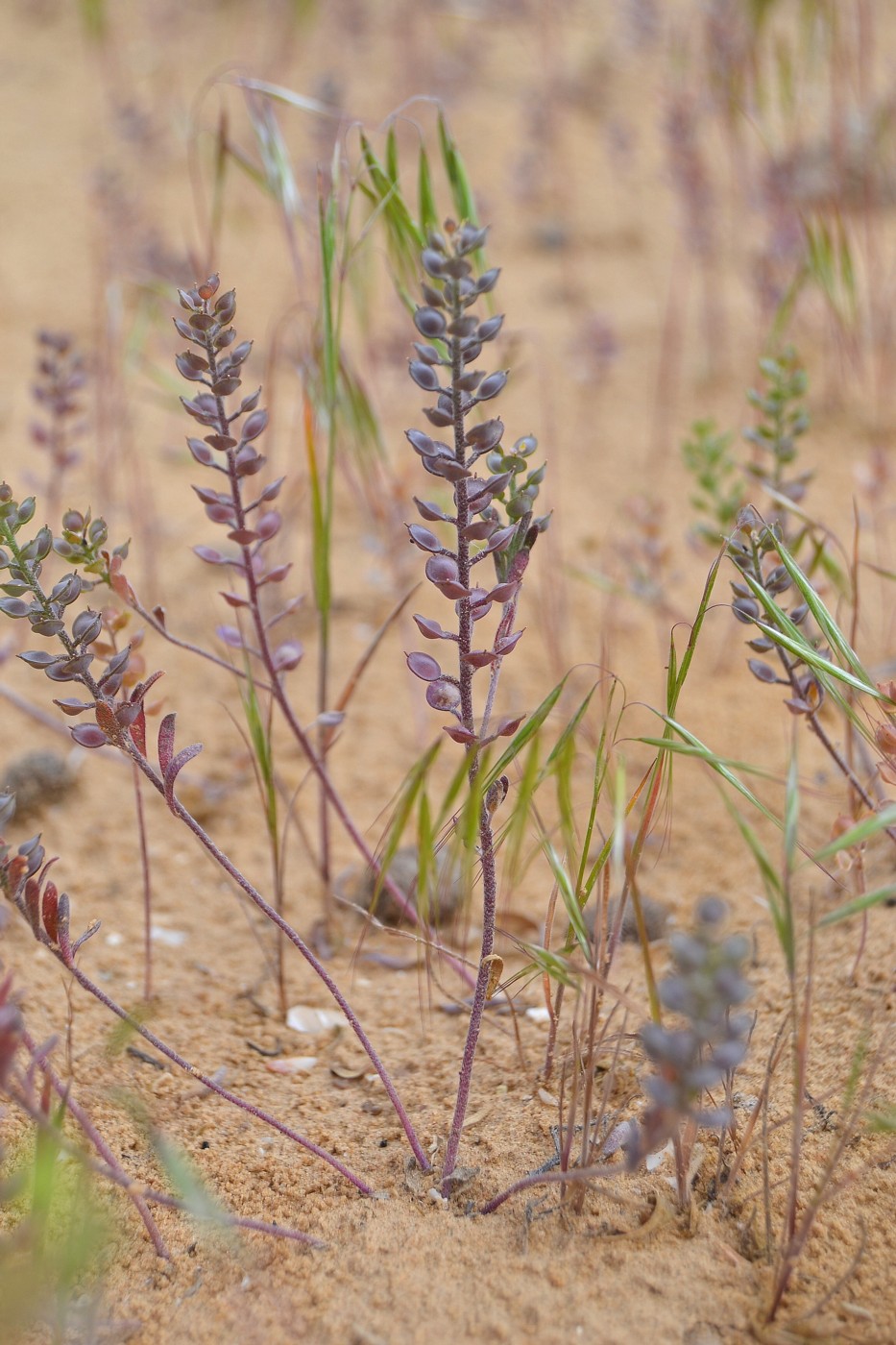 Image of Alyssum turkestanicum var. desertorum specimen.