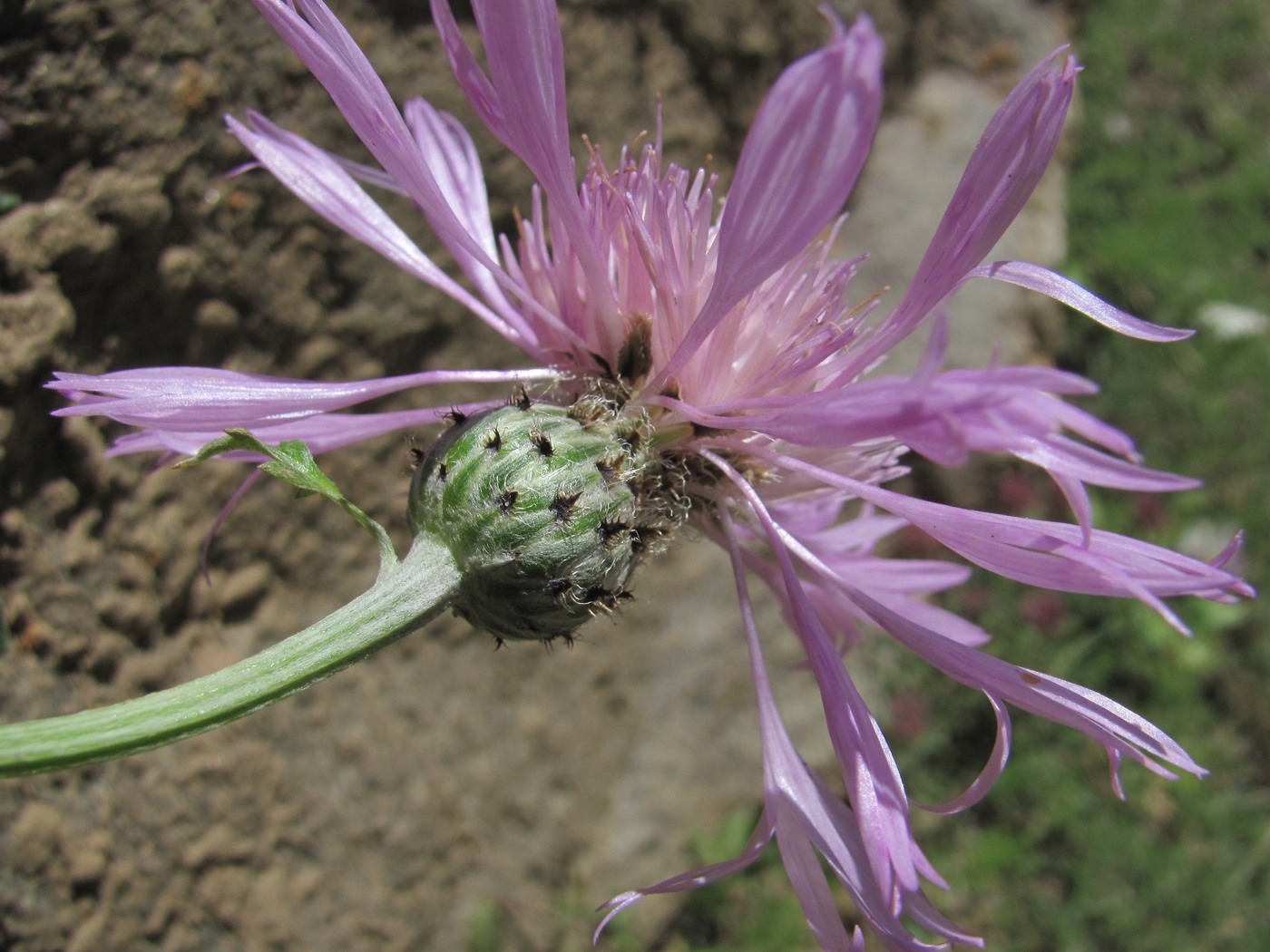 Изображение особи Psephellus salviifolius.