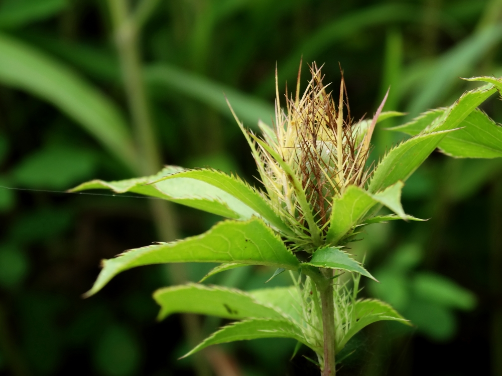 Image of Atractylodes ovata specimen.