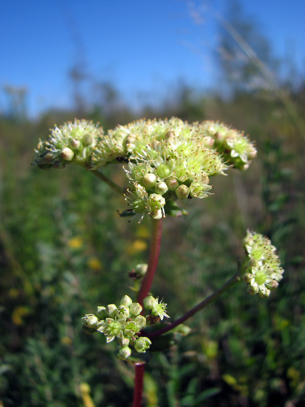 Image of Hylotelephium ruprechtii specimen.