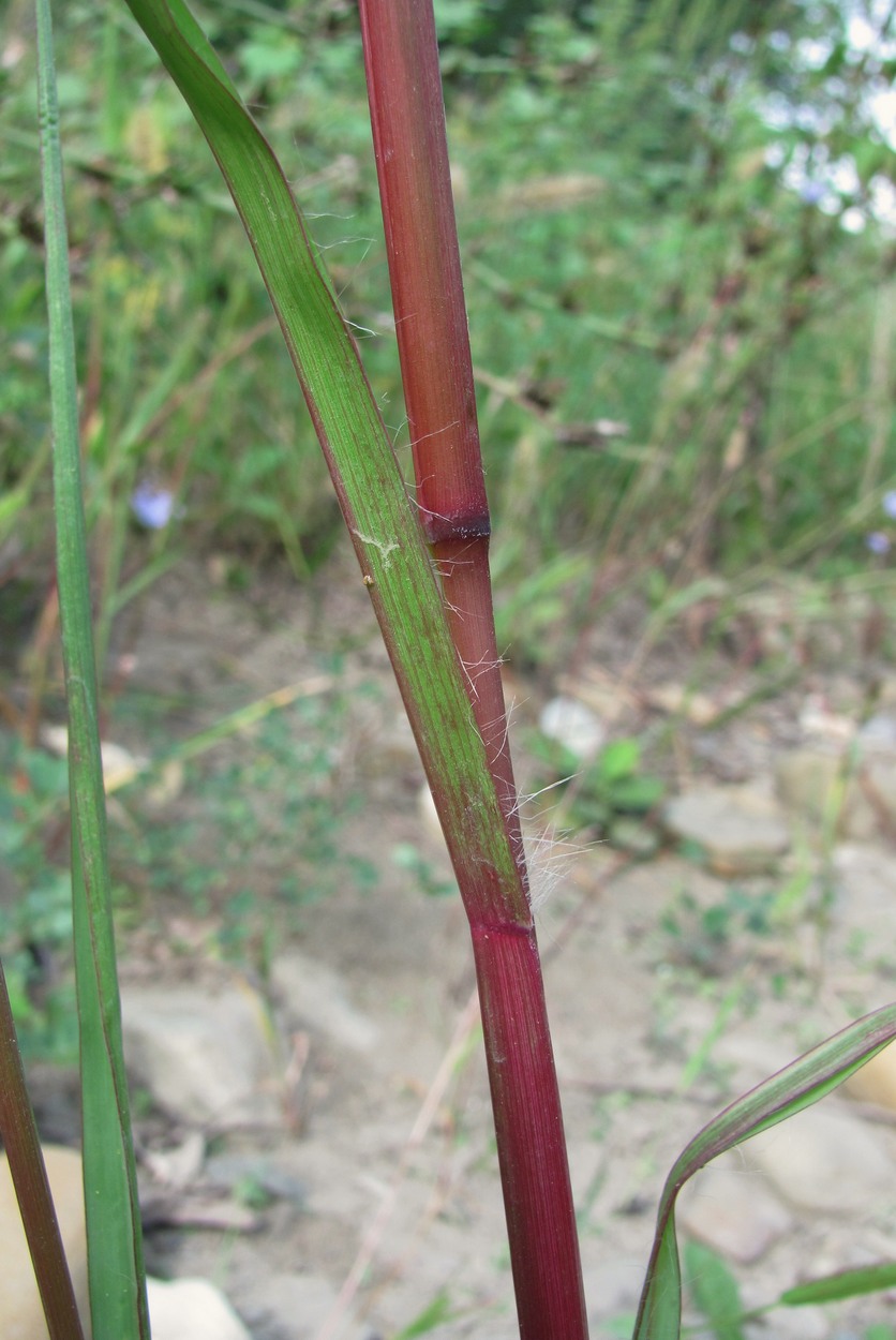 Image of Setaria pumila specimen.