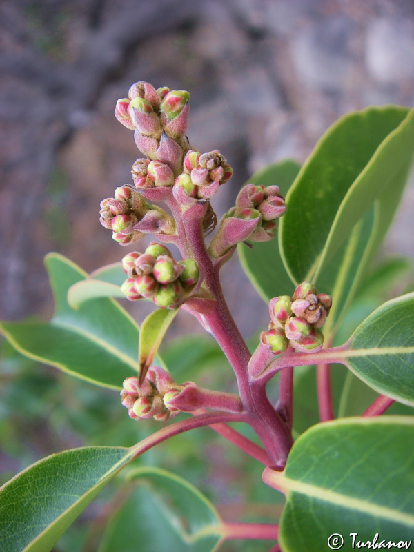 Image of Arbutus andrachne specimen.