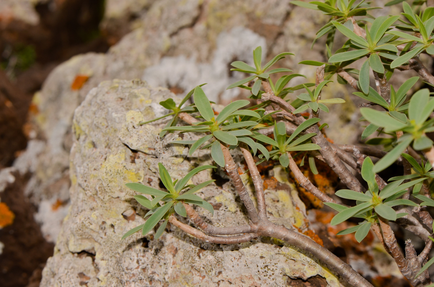 Image of Euphorbia balsamifera specimen.