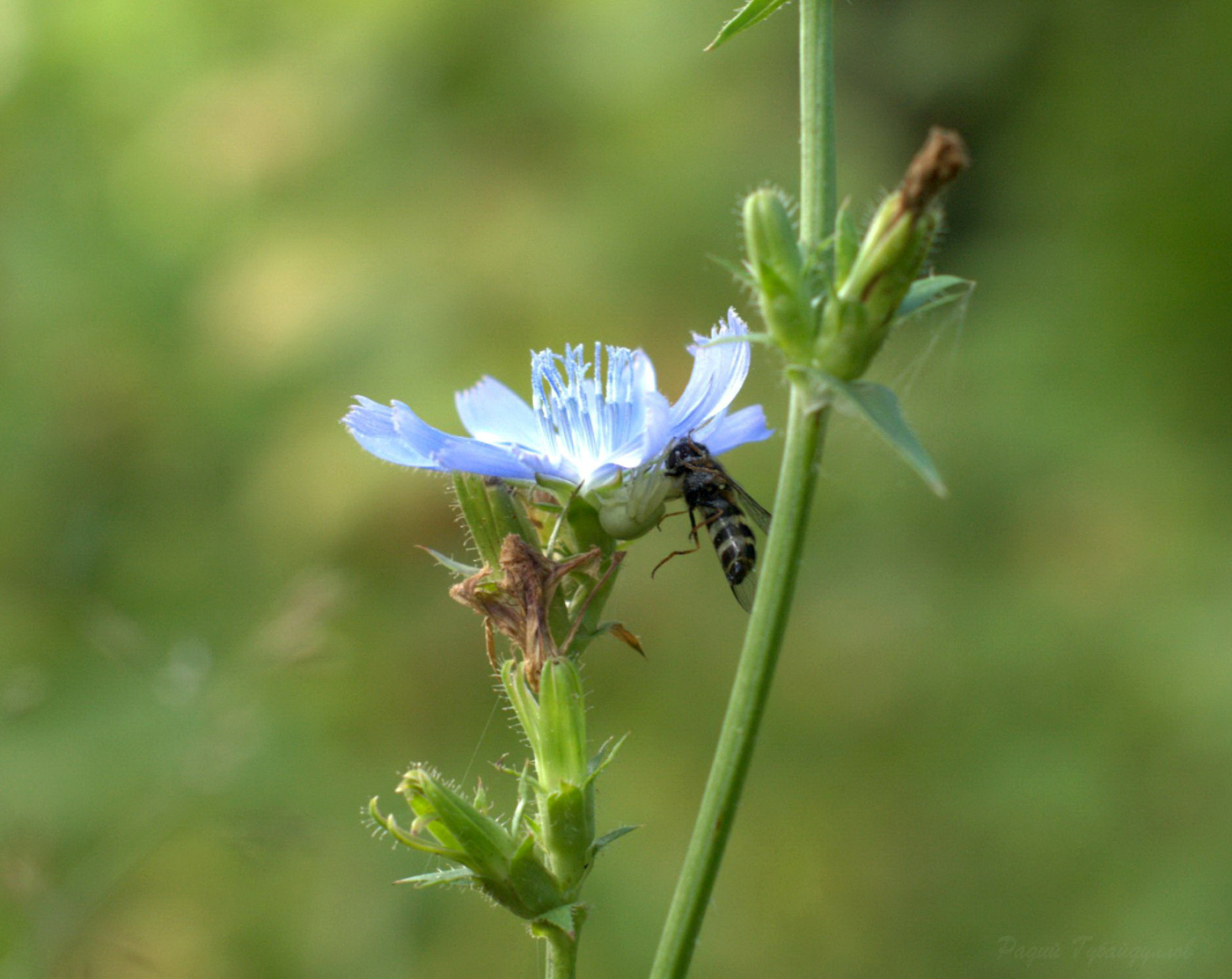 Image of Cichorium intybus specimen.