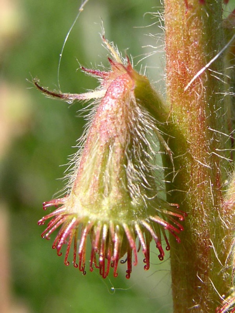 Image of Agrimonia eupatoria specimen.