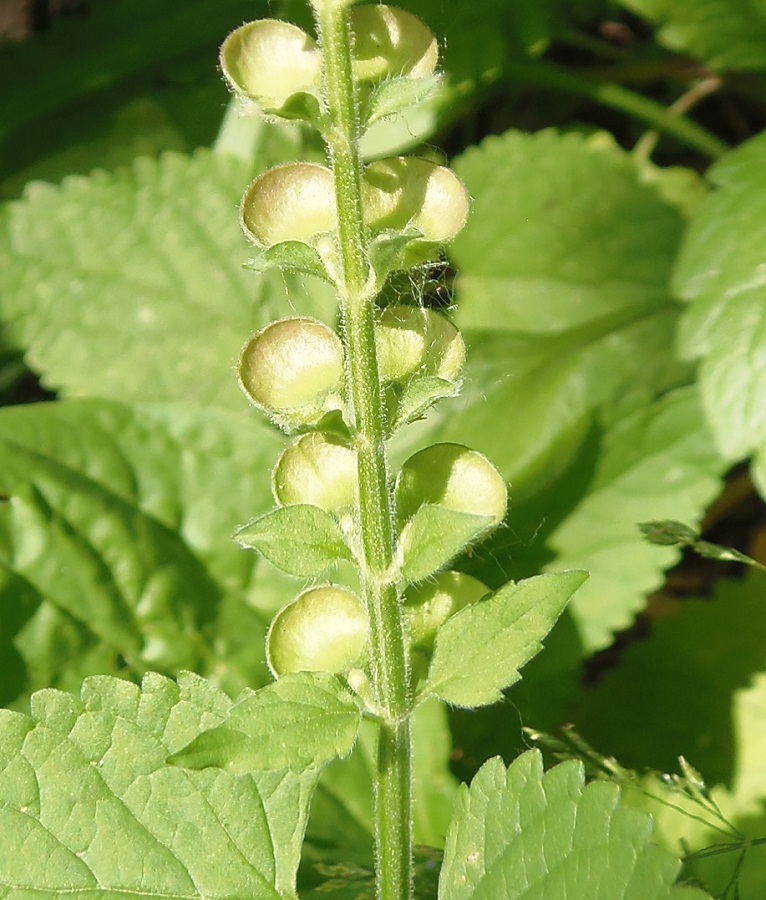 Image of Scutellaria altissima specimen.