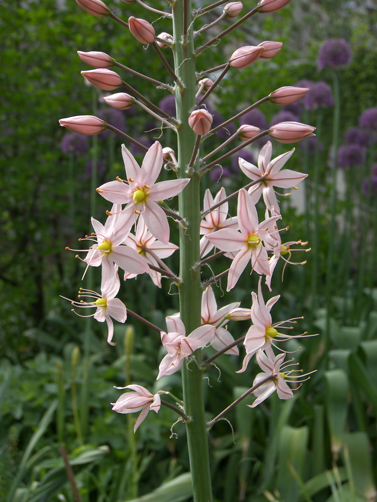 Image of Eremurus aitchisonii specimen.