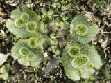 Marchantia polymorpha