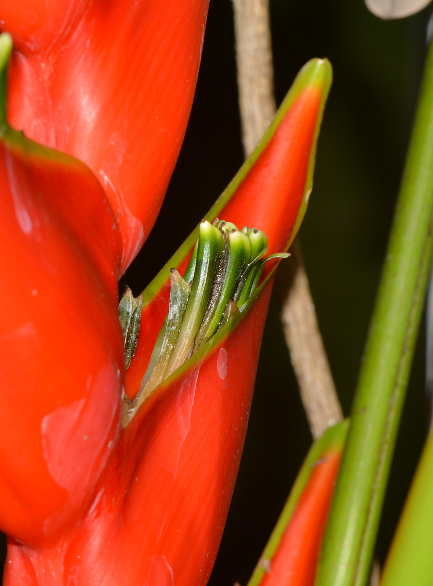 Image of Heliconia stricta specimen.