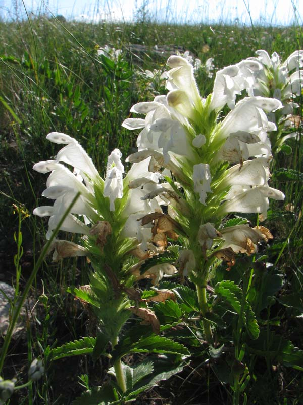 Image of Dracocephalum heterophyllum ssp. ovalifolium specimen.