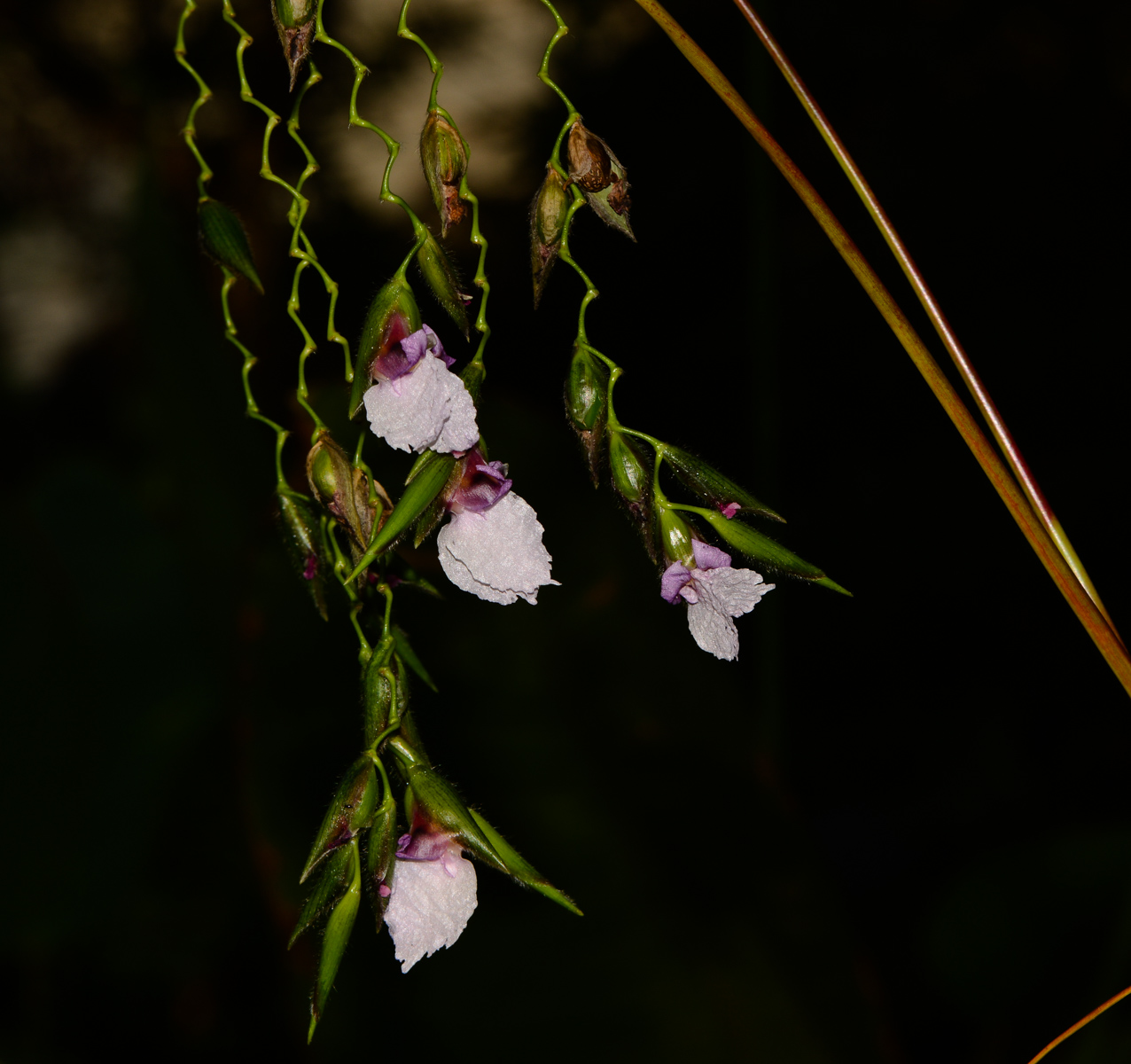 Image of Thalia geniculata specimen.