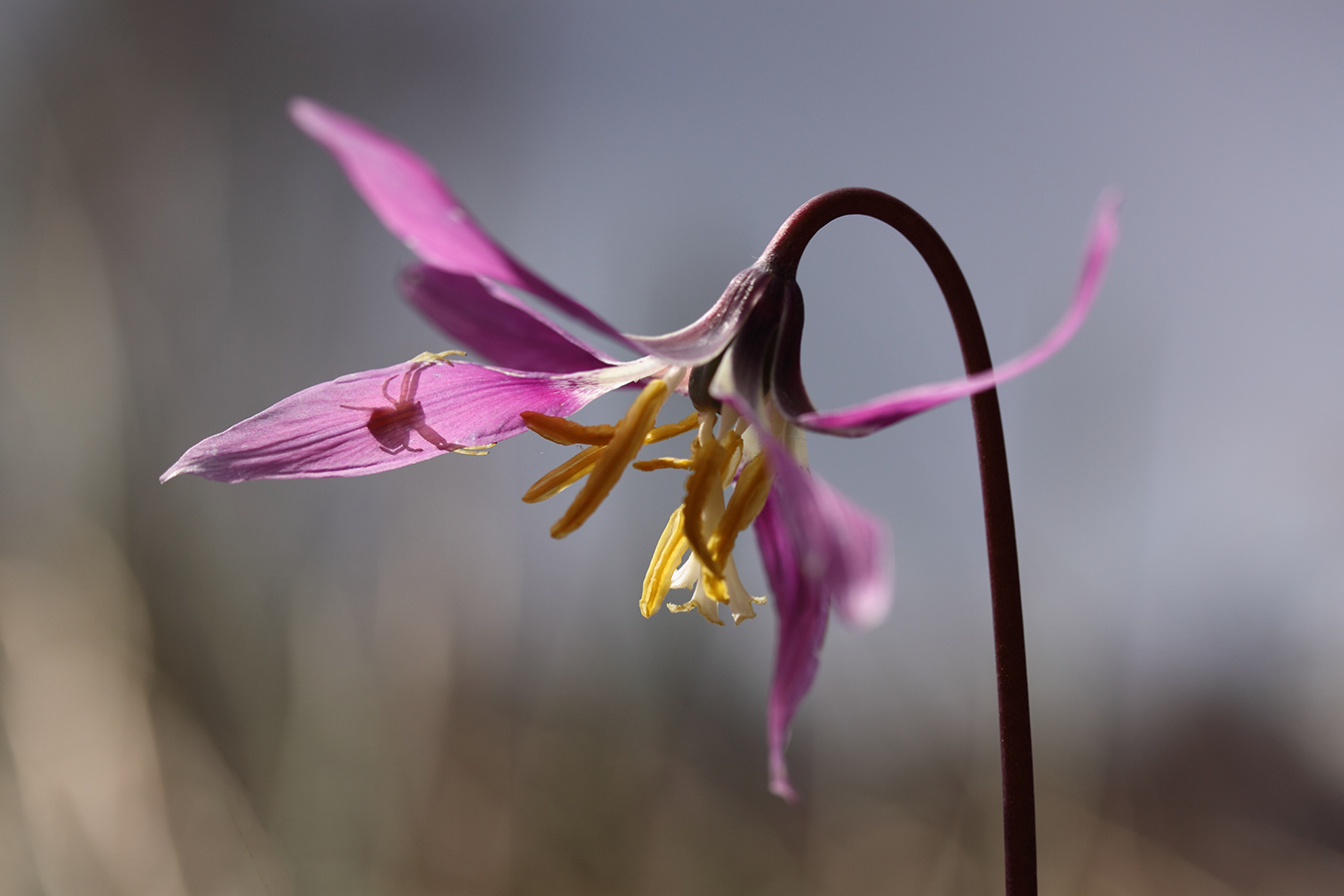 Изображение особи Erythronium sibiricum.