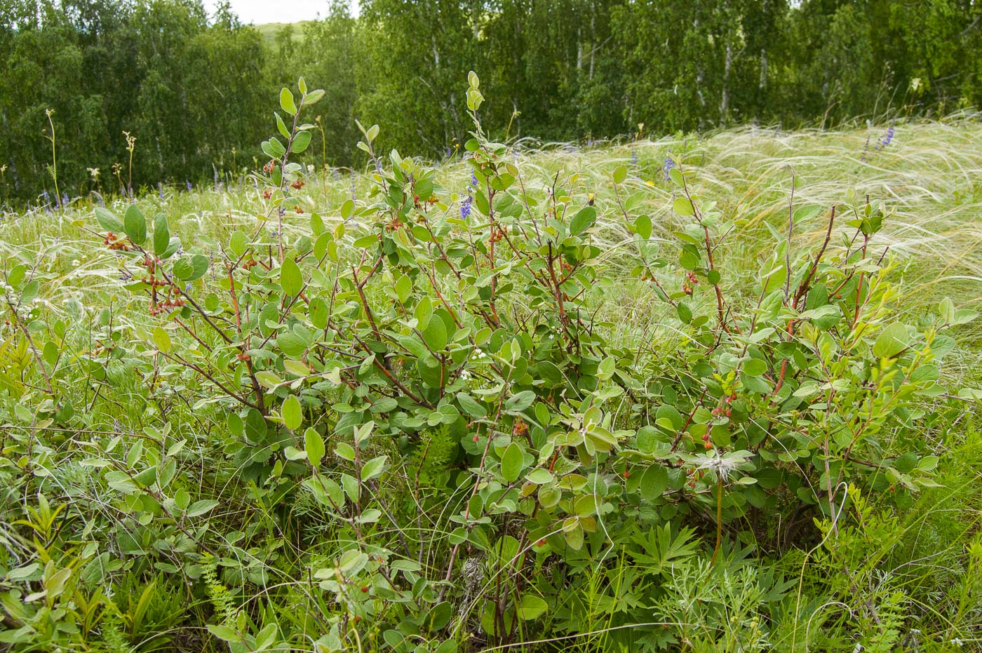 Image of Cotoneaster melanocarpus specimen.