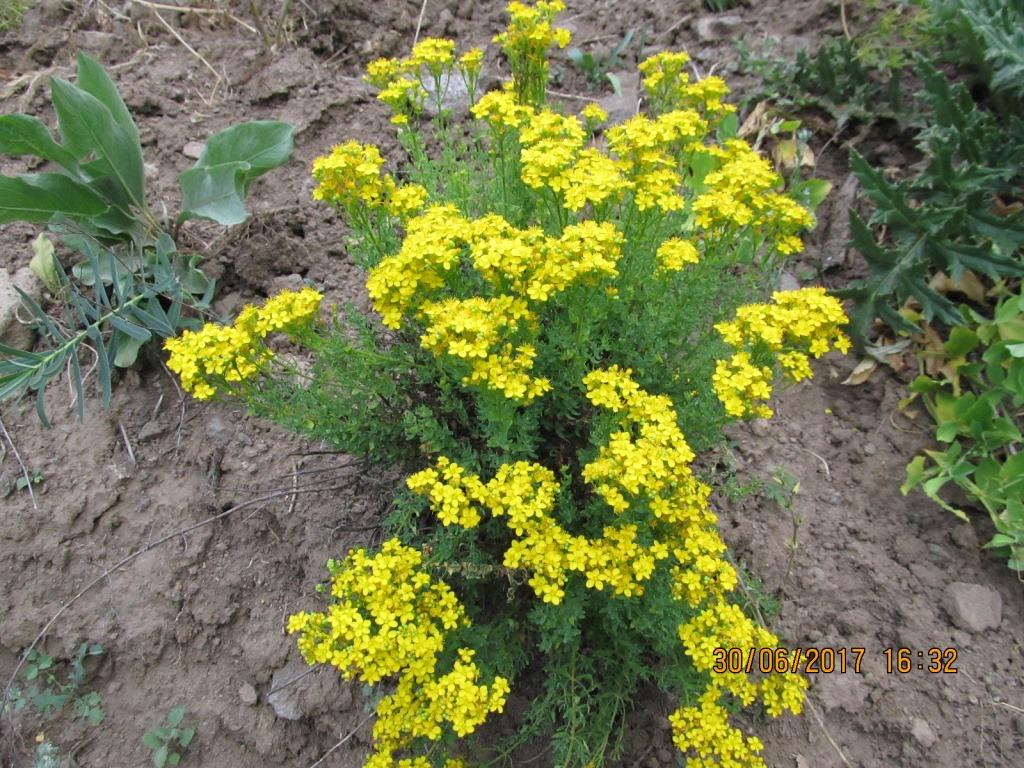 Image of Hypericum scabrum specimen.