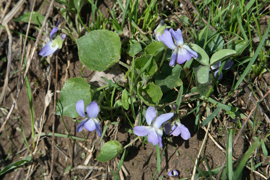 Image of Viola suavis specimen.