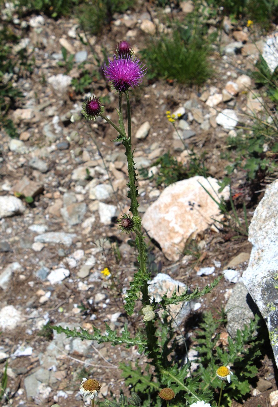 Изображение особи Carduus laciniatus.