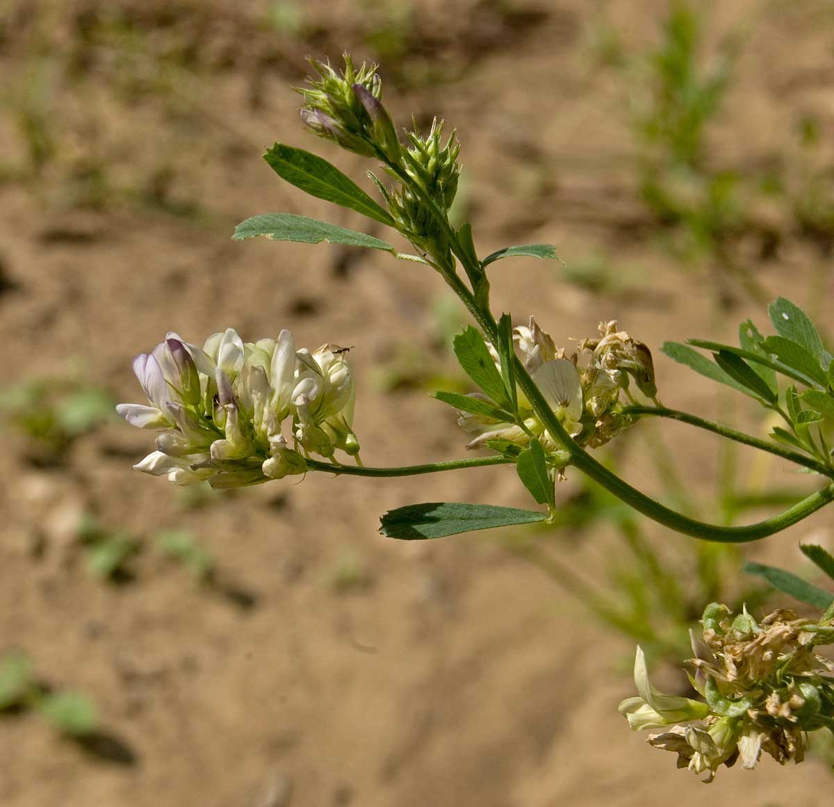 Изображение особи Medicago &times; varia.