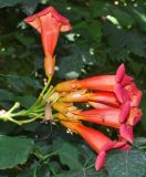 Campsis radicans