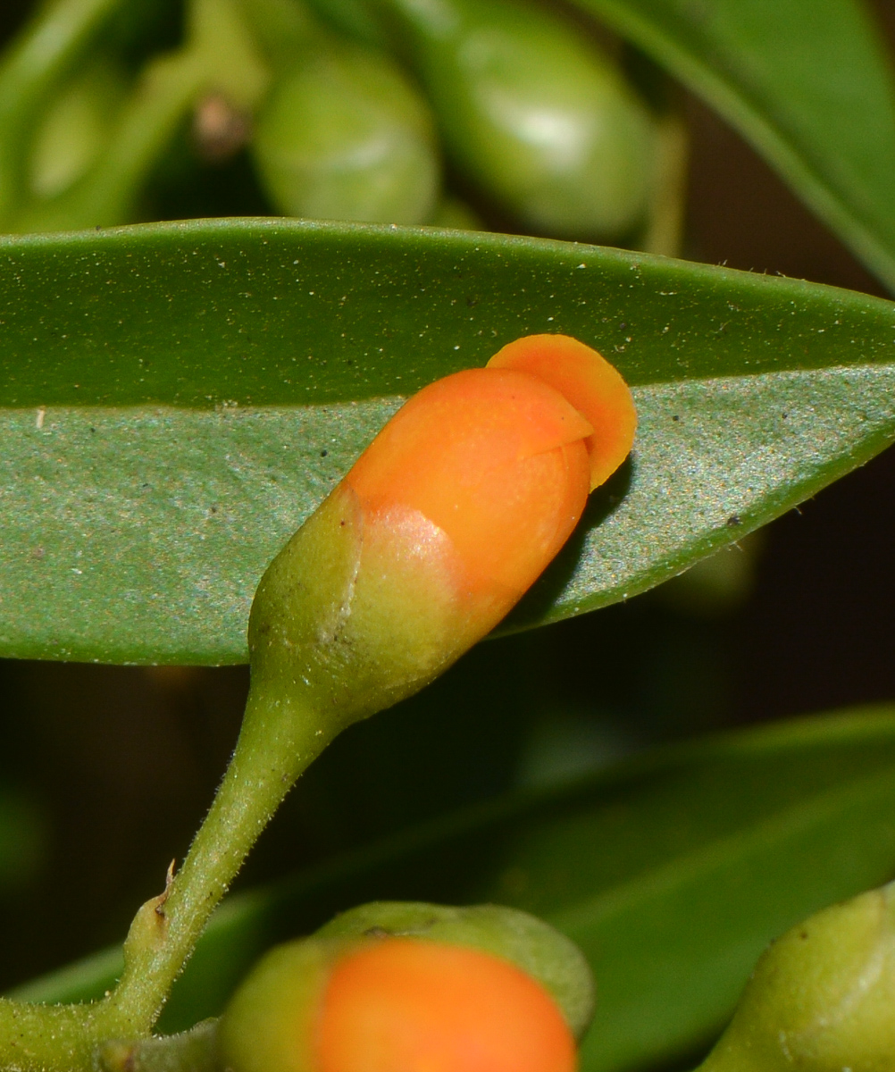 Изображение особи Bonellia macrocarpa.