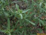 genus Centaurea