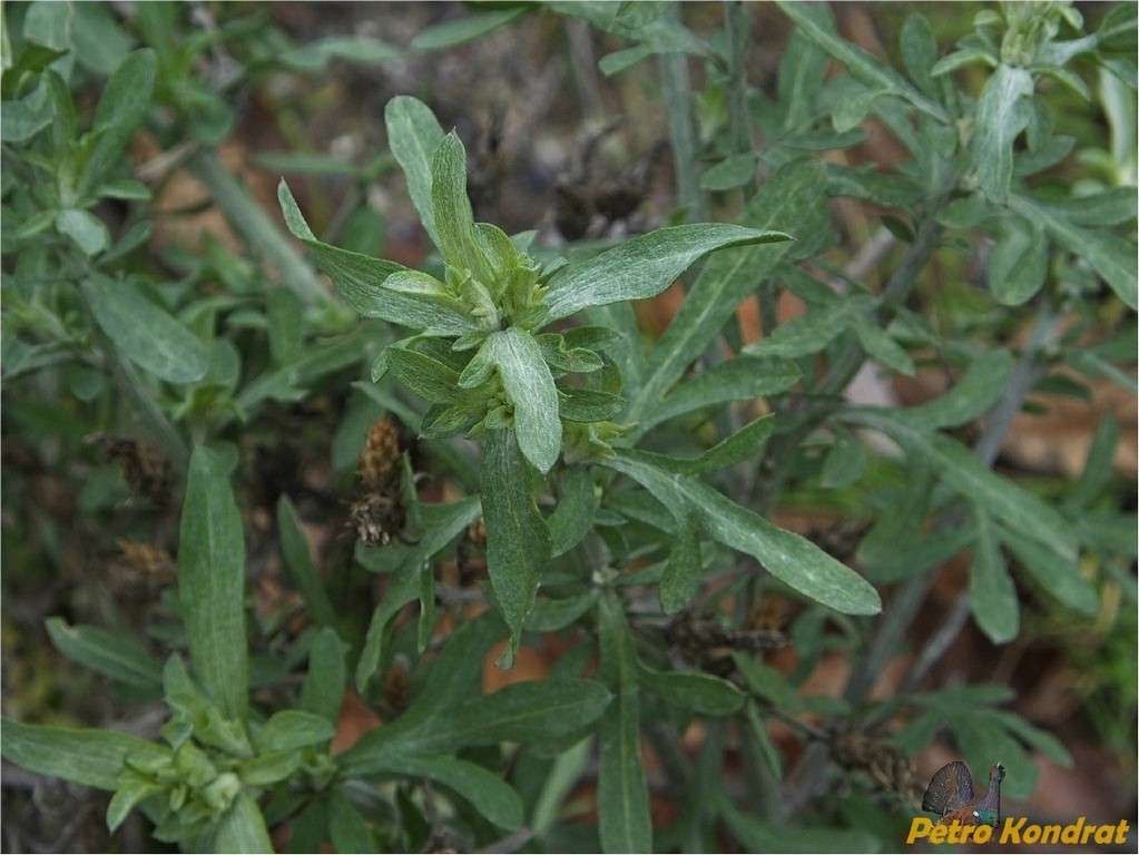 Image of genus Centaurea specimen.