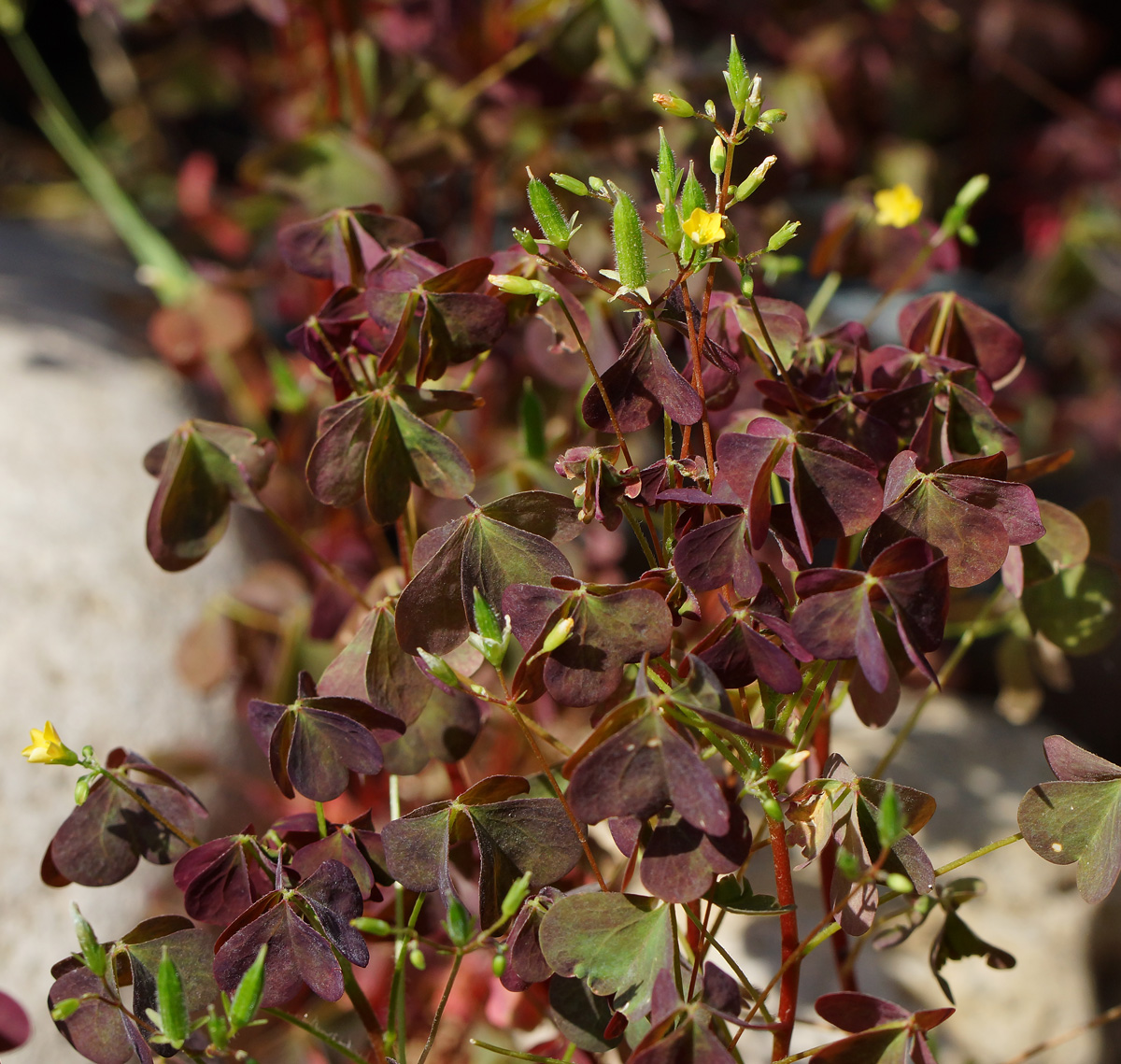 Изображение особи Oxalis stricta.