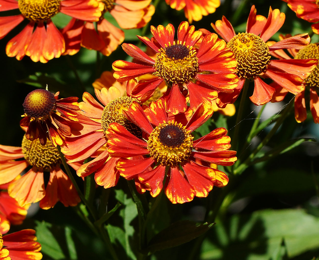 Image of Helenium autumnale specimen.