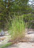 genus Calamagrostis. Цветущее растение. Карелия, восточный берег оз. Топозеро, песчаный пляж. 17.07.2017.