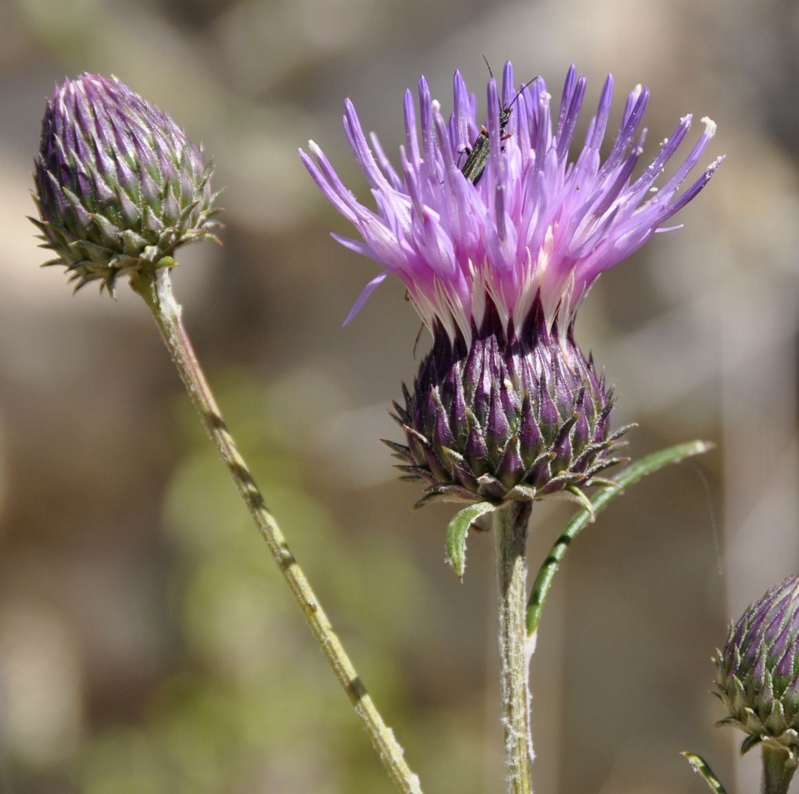 Image of Ptilostemon chamaepeuce specimen.