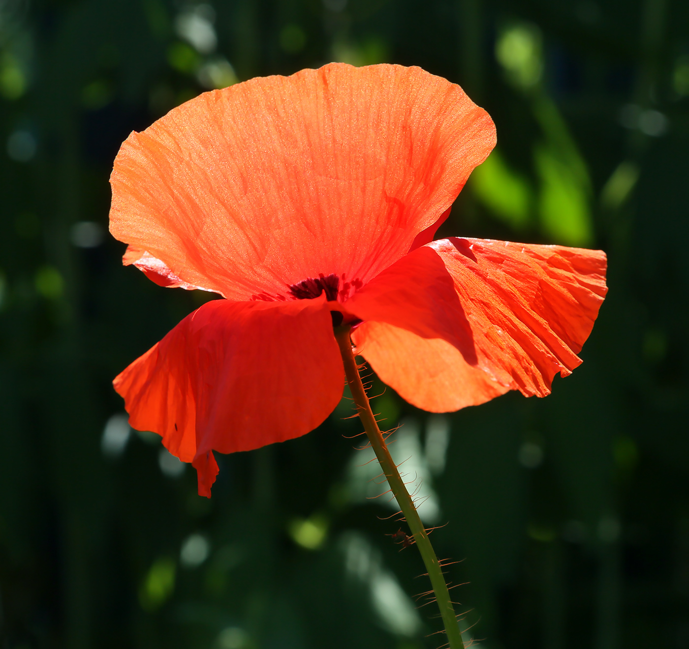 Image of Papaver rhoeas specimen.