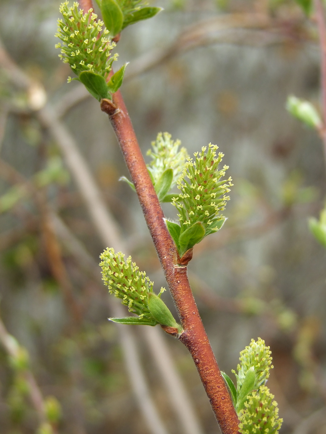 Image of Salix bebbiana specimen.