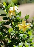 Gardenia jasminoides