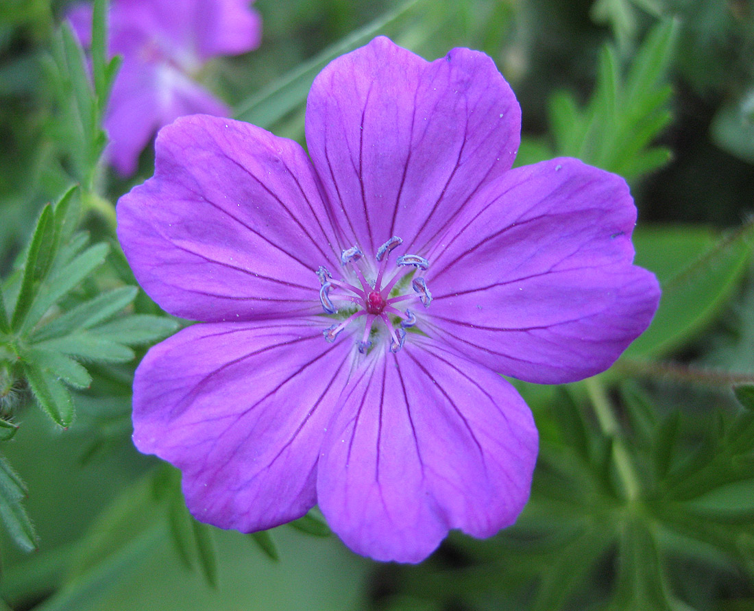 Image of Geranium sanguineum specimen.