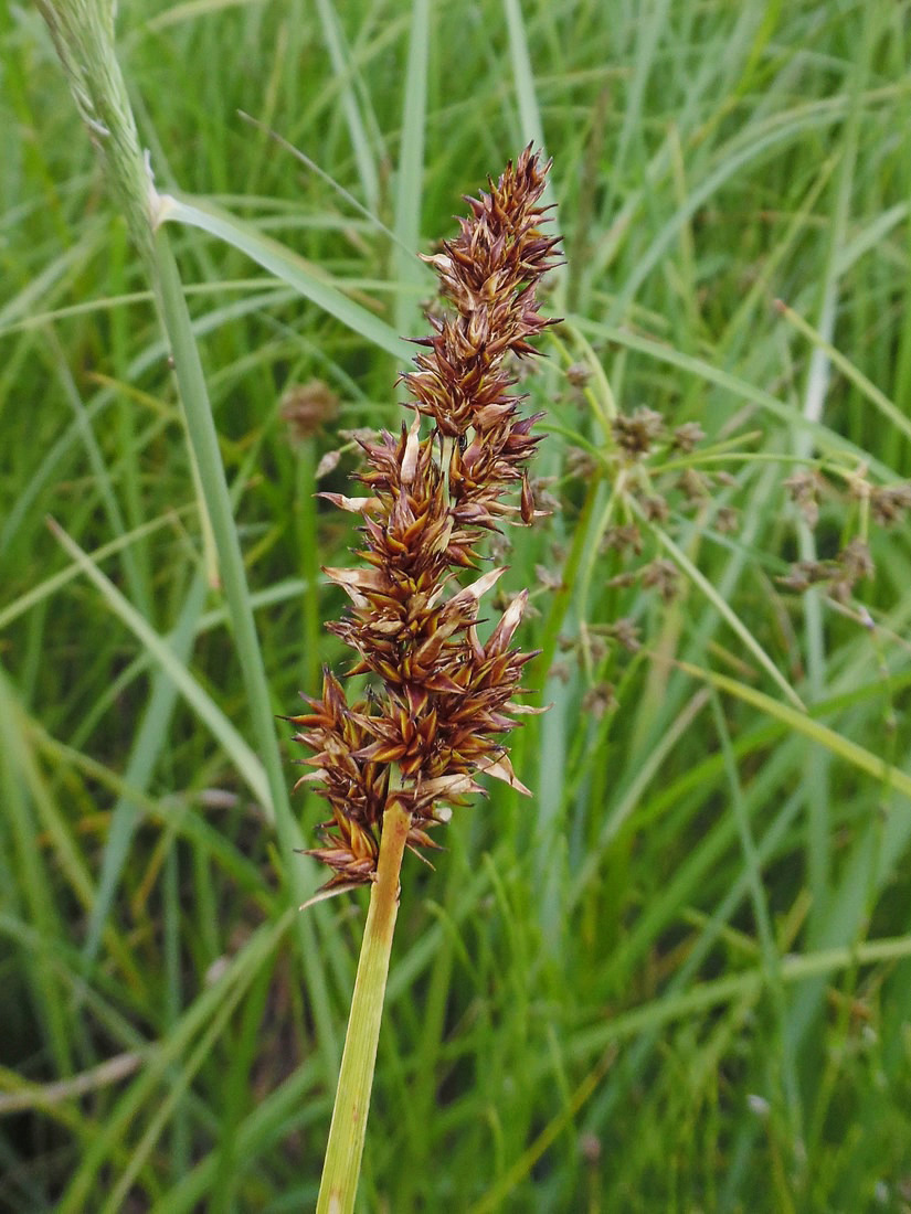 Изображение особи Carex vulpina.