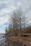 Populus tremula. Покоящиеся деревья (корнепорослевый клон?). Санкт-Петербург, Кронштадтский р-н; о-в Котлин, южное побережье Финского зал. к западу от форта \"Шанец\", каменисто-песчаный пляж. 21.10.2018.