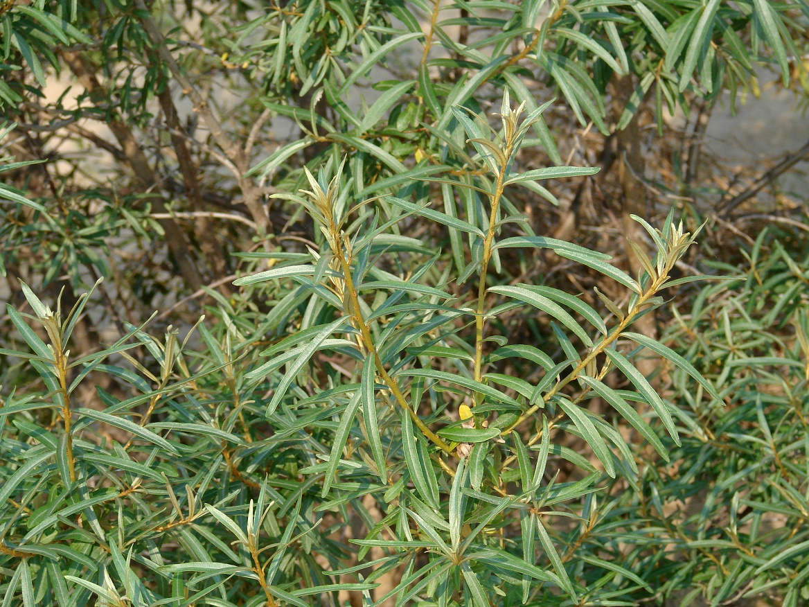 Image of Hippophae rhamnoides specimen.