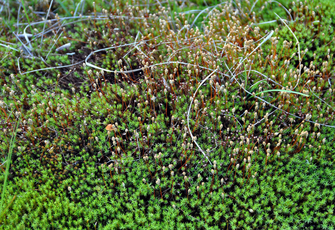 Image of Polytrichum strictum specimen.