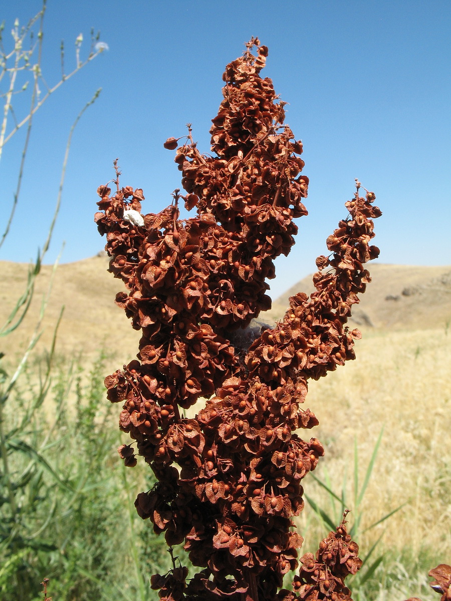 Image of Rumex patientia specimen.