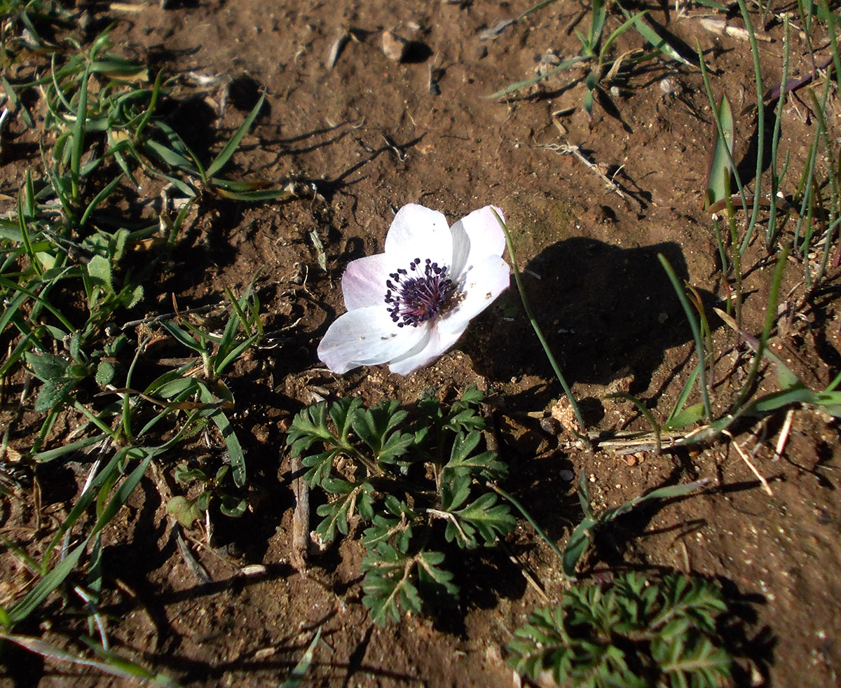 Image of Anemone pavonina specimen.