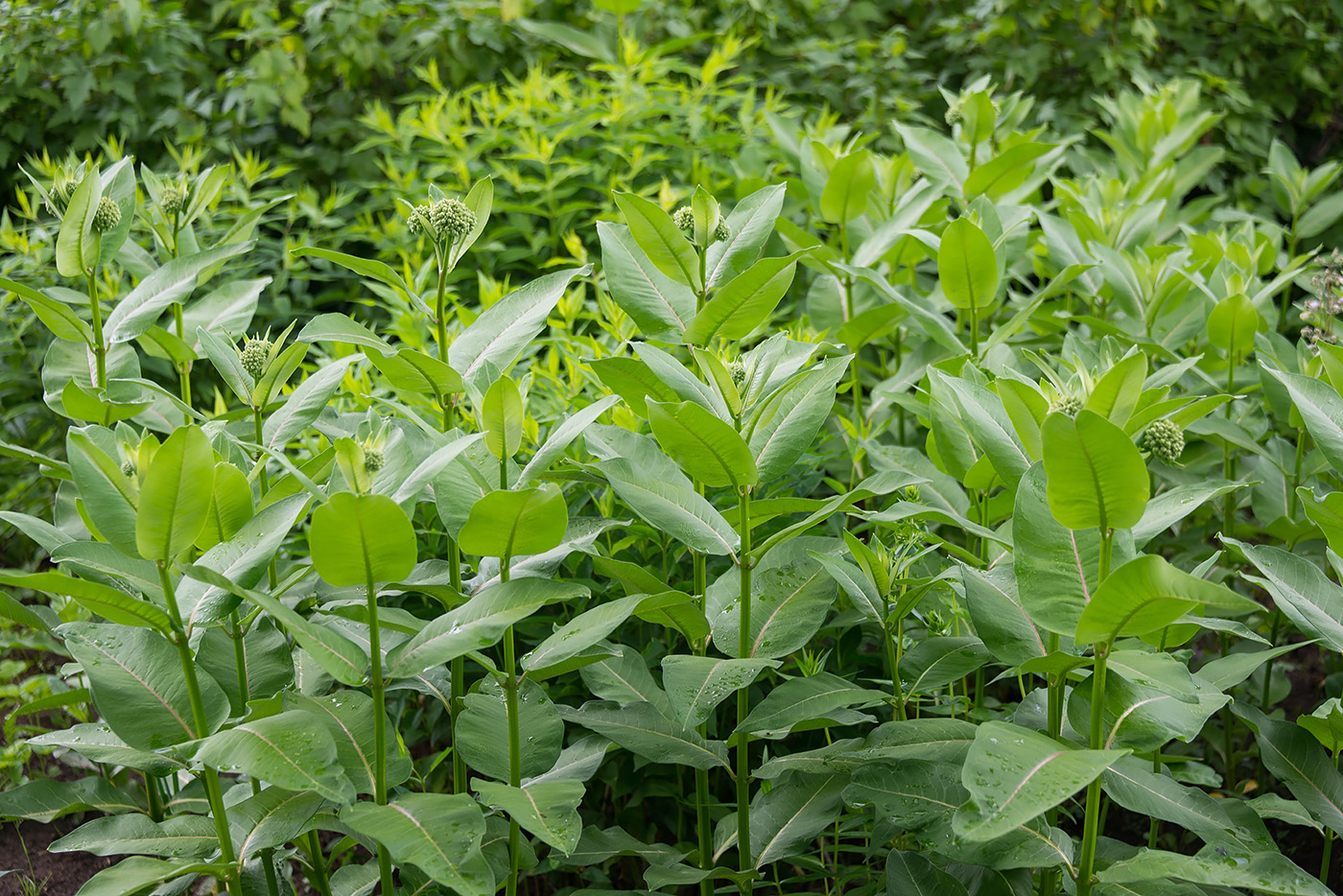 Изображение особи Asclepias syriaca.