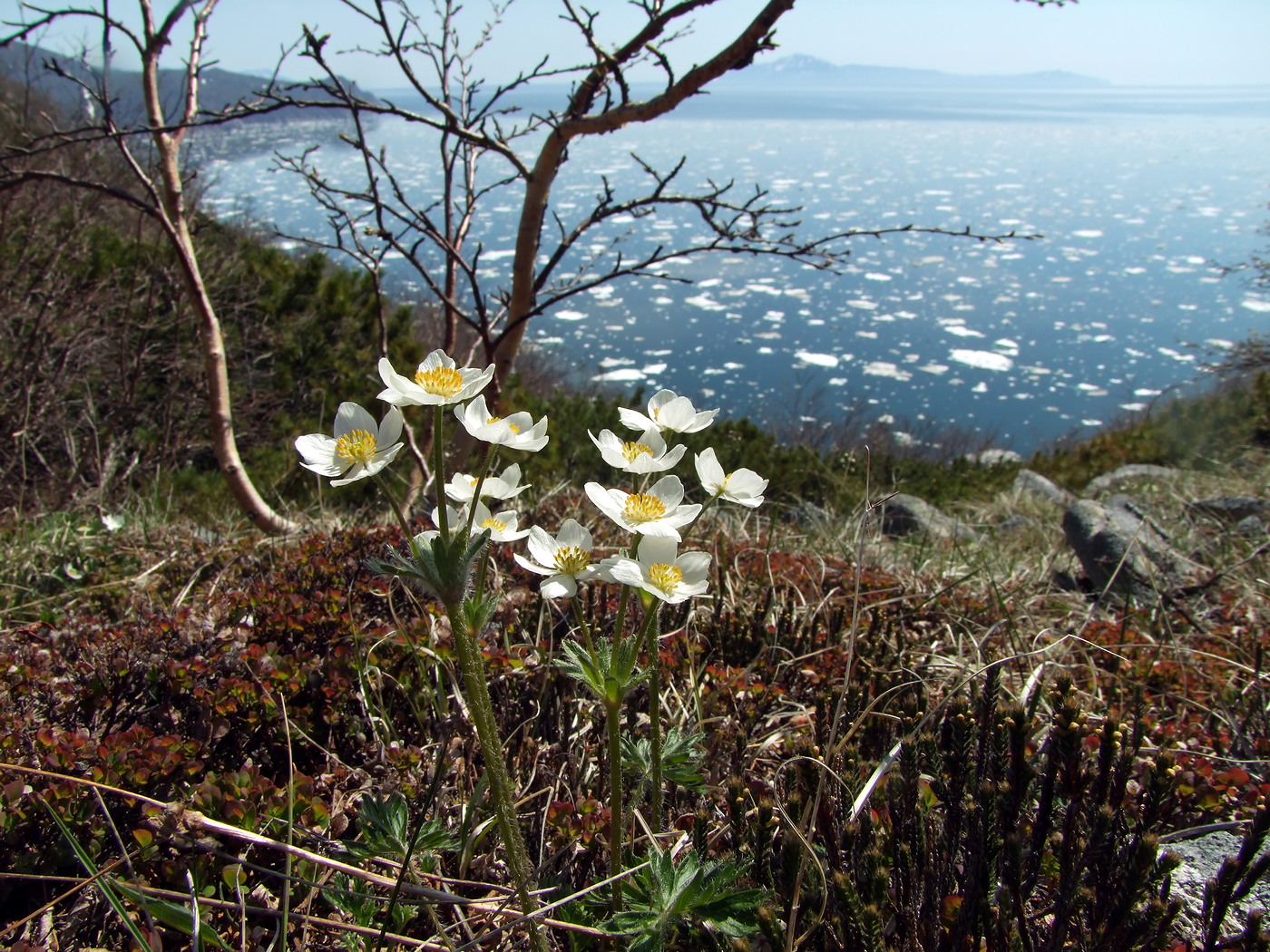 Изображение особи Anemonastrum sibiricum.