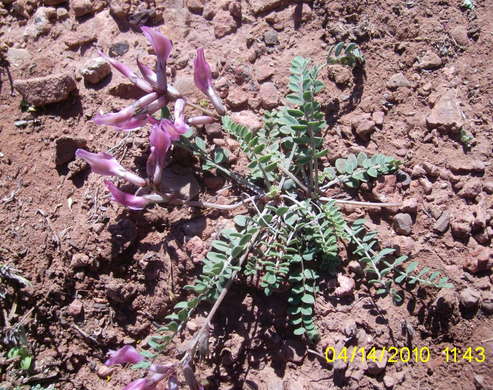 Изображение особи Astragalus prilipkoanus.