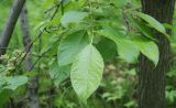 View full-size image Salix caprea