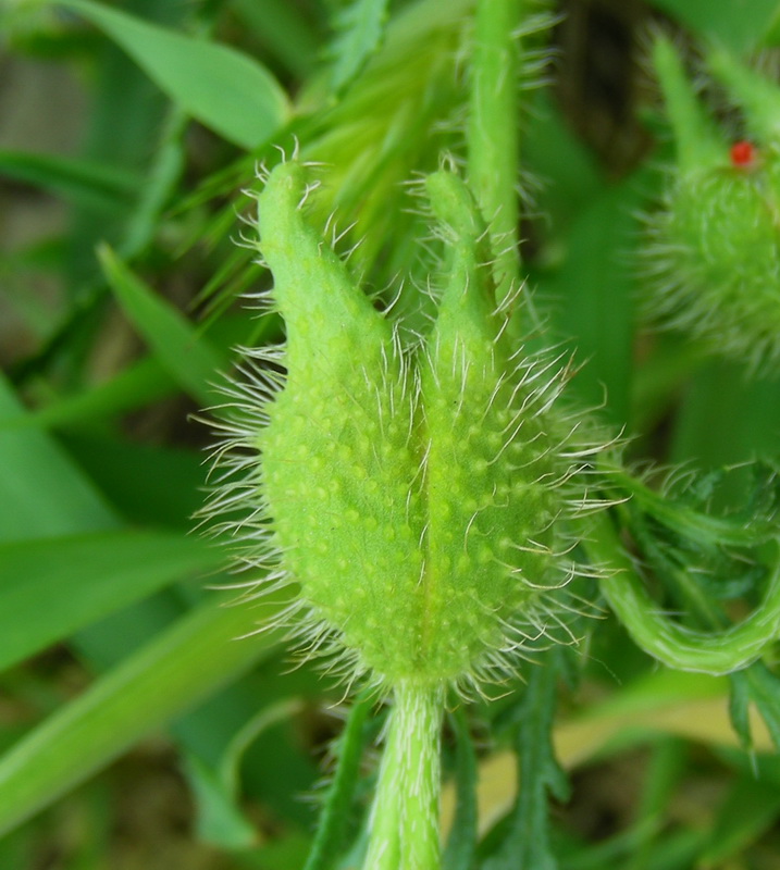 Изображение особи Papaver pavoninum.