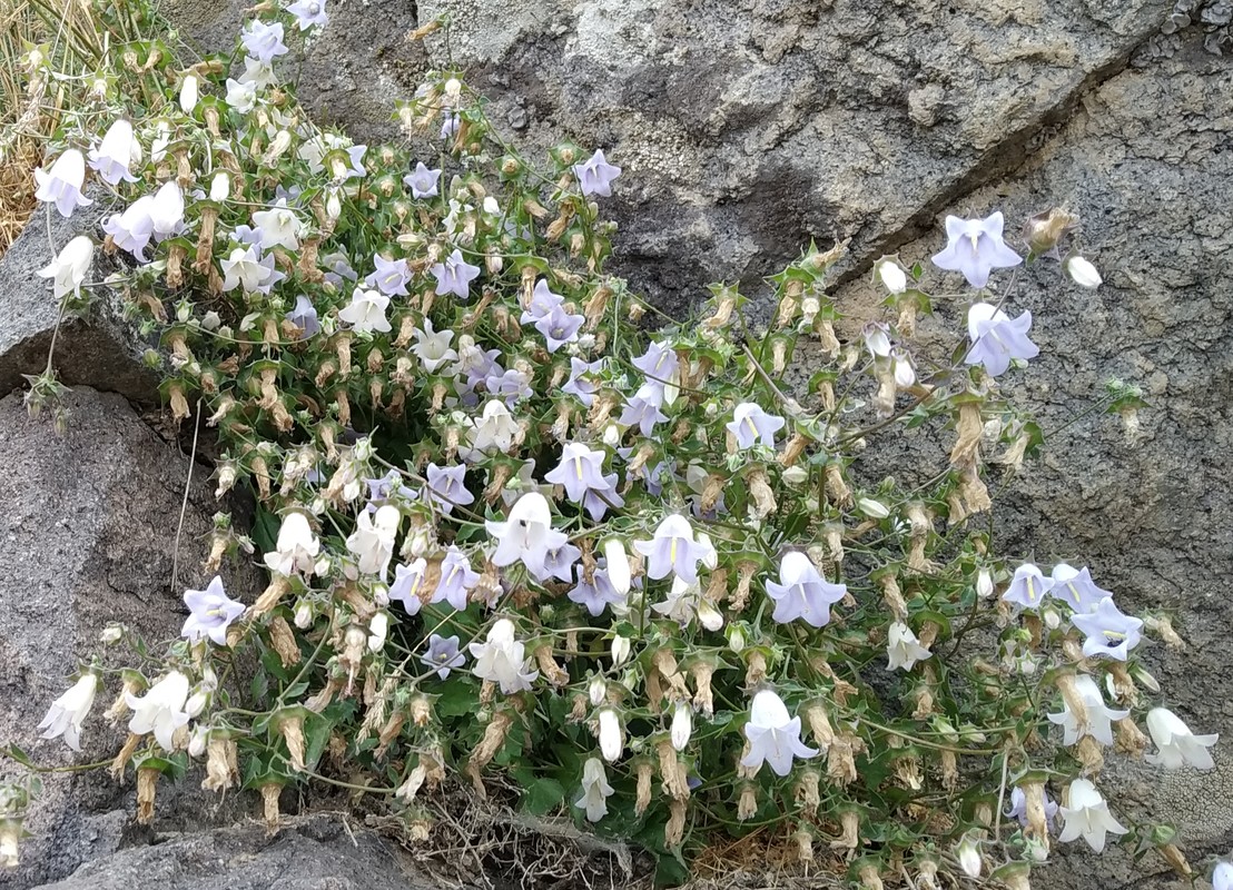 Image of Campanula armena specimen.