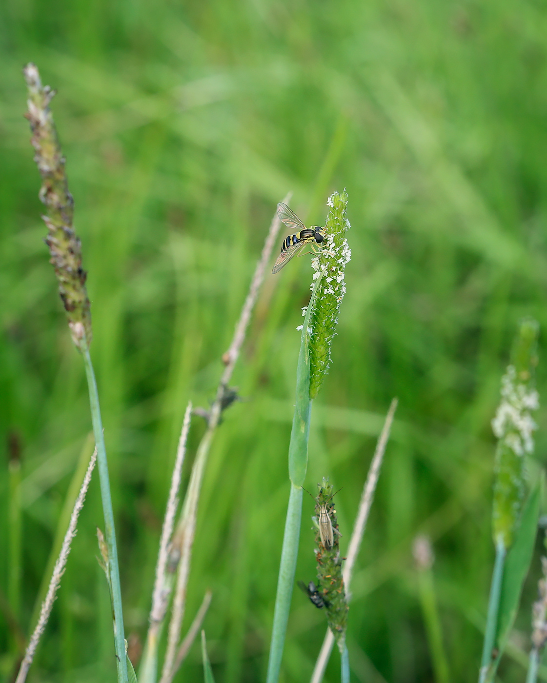 Image of Alopecurus aequalis specimen.