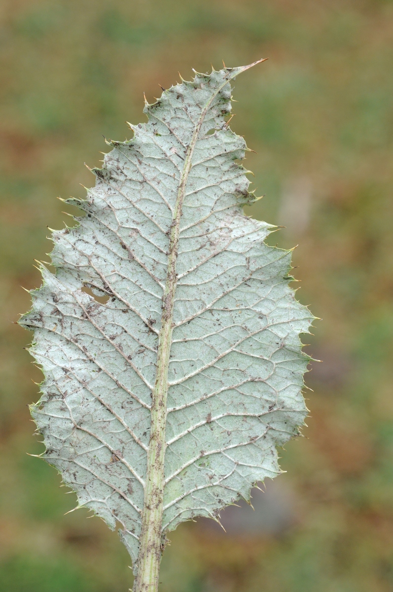 Image of Cousinia horrescens specimen.